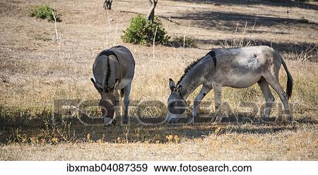 Stock Photo - Two donkeys (Equus africanus asinus) grazing in the shade, Corsica, France, Europe. Fotosearch