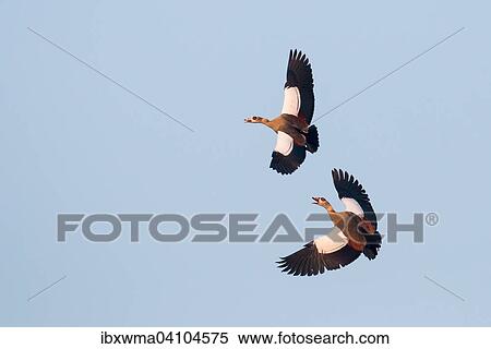 Two Egyptian geese (Alopochen aegyptiacus) fighting in the air, Hesse, Germany, Europe View Large Photo Image Stock Photography - Two Egyptian geese (Alopochen aegyptiacus) fighting in the air, Hesse, Germany, Europe. Fotosearch