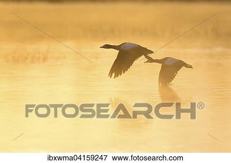 Two Egyptian geese in flight (Alopochen aegyptiacus), Lower Saxony, Germany, Europe View Large Photo Image Stock Photo - Two Egyptian geese in flight (Alopochen aegyptiacus), Lower Saxony, Germany, Europe. Fotosearch