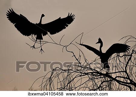 Two grey herons (Ardea cinerea) on a tree at dawn, backlit, Hesse, Germany, Europe View Large Photo Image Stock Photo - Two grey herons (Ardea cinerea) on a tree at dawn, backlit, Hesse, Germany, Europe. Fotosearch