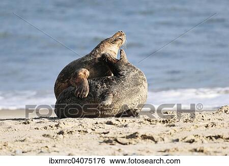 Two Grey Seals (Halichoerus grypus) on the beach, Heligoland, Schleswig-Holstein, Germany, Europe View Large Photo Image Stock Photograph - Two Grey Seals (Halichoerus grypus) on the beach, Heligoland, Schleswig-Holstein, Germany, Europe. Fotosearch