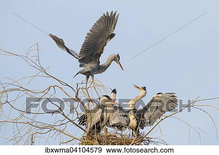 Two juvenile Grey Herons (Ardea cinerea) argue on the nest, Hesse, Germany, Europe View Large Photo Image Stock Photo - Two juvenile Grey Herons (Ardea cinerea) argue on the nest, Hesse, Germany, Europe. Fotosearch