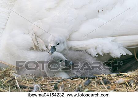 Two Mute Swan chicks (Cygnus olor) in the nest, Hesse, Germany, Europe View Large Photo Image Stock Image - Two Mute Swan chicks (Cygnus olor) in the nest, Hesse, Germany, Europe. Fotosearch