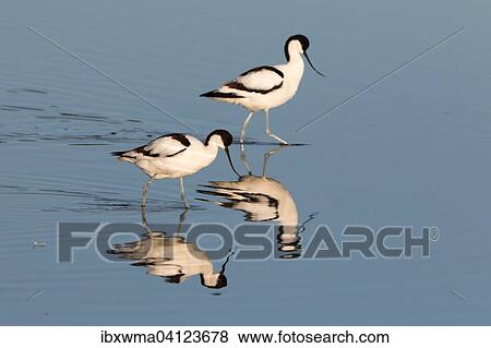 Two Pied Avocets (Recurvirostra avosetta) reflected in the water, Texel, The Netherlands, Europe View Large Photo Image Stock Photo - Two Pied Avocets (Recurvirostra avosetta) reflected in the water, Texel, The Netherlands, Europe. Fotosearch