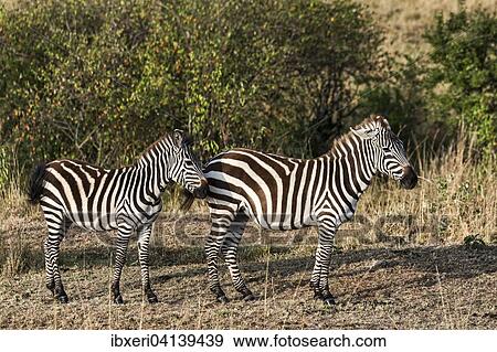 Two Plains Zebras (Equus quagga), Maasai Mara, Kenya, Africa View Large Photo Image Stock Photo - Two Plains Zebras (Equus quagga), Maasai Mara, Kenya, Africa. Fotosearch