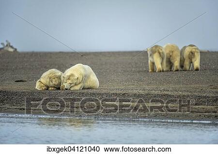 Two polar bears (Ursus maritimus), at front left, three polar bears behind, gravel island, Kaktovik, Barter Iceland, Beaufort Sea, Alaska, USA View Large Photo Image Stock Image - Two polar bears (Ursus maritimus), at front left, three polar bears behind, gravel island, Kaktovik, Barter Iceland, Beaufort Sea, Alaska, USA. Fotosearch