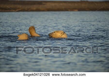 Two polar bears (Ursus maritimus) in the sea, Kaktovik, Barter Iceland, Beaufort Sea, Alaska, USA View Large Photo Image Stock Photograph - Two polar bears (Ursus maritimus) in the sea, Kaktovik, Barter Iceland, Beaufort Sea, Alaska, USA. Fotosearch