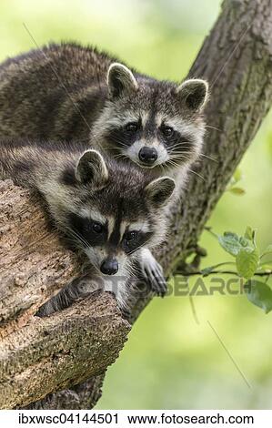 Two raccoons (Procyon lotor) sitting on tree, captive, Saarland, Germany, Europe View Large Photo Image Stock Image - Two raccoons (Procyon lotor) sitting on tree, captive, Saarland, Germany, Europe. Fotosearch