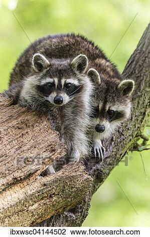 Two raccoons (Procyon lotor) sitting on tree, captive, Saarland, Germany, Europe View Large Photo Image Stock Image - Two raccoons (Procyon lotor) sitting on tree, captive, Saarland, Germany, Europe. Fotosearch