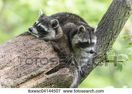 Two raccoons (Procyon lotor) sitting on tree, captive, Saarland, Germany, Europe View Large Photo Image Stock Photo - Two raccoons (Procyon lotor) sitting on tree, captive, Saarland, Germany, Europe. Fotosearch