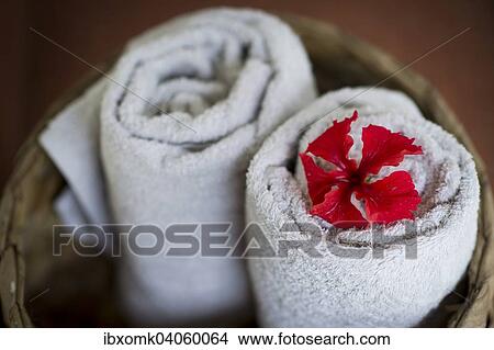 Two rolled white towels in a basket, red hibiscus flower, Ayurvedic Spa, Kerala, India, Asia View Large Photo Image Picture - Two rolled white towels in a basket, red hibiscus flower, Ayurvedic Spa, Kerala, India, Asia. Fotosearch