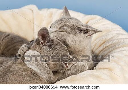 Two Russian Blue Kittens, 10 weeks lying next to each other View Large Photo Image Picture - Two Russian Blue Kittens, 10 weeks lying next to each other. Fotosearch