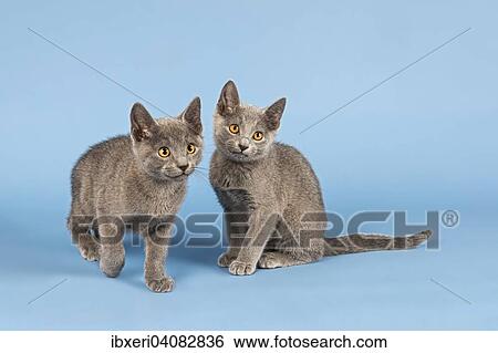 Two Russian Blue Kittens, 10 weeks View Large Photo Image Stock Photograph - Two Russian Blue Kittens, 10 weeks. Fotosearch
