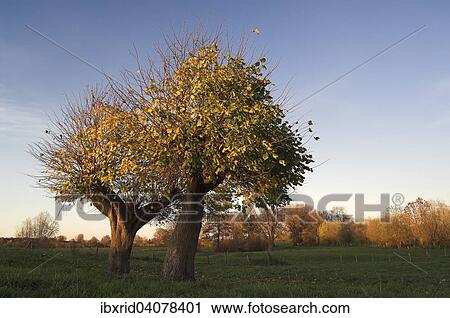 Two Small-leaved Lime trees (Tilia cordata) in autumn, coppiced, Rheinberg, Niederrhein or Lower Rhine region, North Rhine-Westphalia, Germany, Europe View Large Photo Image Stock Image - Two Small-leaved Lime trees (Tilia cordata) in autumn, coppiced, Rheinberg, Niederrhein or Lower Rhine region, North Rhine-Westphalia, Germany, Europe. Fotosearch