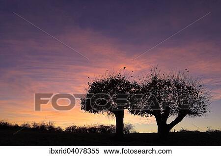 Two Small-leaved Lime trees (Tilia cordata) in autumn, coppiced, silhouette, Rheinberg, Niederrhein or Lower Rhine region, North Rhine-Westphalia, Germany, Europe View Large Photo Image Stock Photography - Two Small-leaved Lime trees (Tilia cordata) in autumn, coppiced, silhouette, Rheinberg, Niederrhein or Lower Rhine region, North Rhine-Westphalia, Germany, Europe. Fotosearch