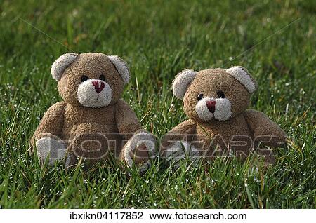 Two teddy bears in the grass with dew View Large Photo Image Stock Image - Two teddy bears in the grass with dew. Fotosearch