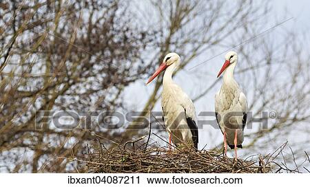 Two White Storks (Ciconia ciconia) on a nest, Weser Uplands, North Rhine-Westphalia, Germany, Europe View Large Photo Image Stock Image - Two White Storks (Ciconia ciconia) on a nest, Weser Uplands, North Rhine-Westphalia, Germany, Europe. Fotosearch