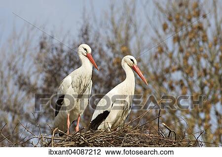 Two White Storks (Ciconia ciconia) on a nest, Weser Uplands, North Rhine-Westphalia, Germany, Europe View Large Photo Image Stock Image - Two White Storks (Ciconia ciconia) on a nest, Weser Uplands, North Rhine-Westphalia, Germany, Europe. Fotosearch