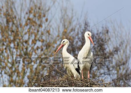 Two White Storks (Ciconia ciconia) on a nest, Weser Uplands, North Rhine-Westphalia, Germany, Europe View Large Photo Image Stock Image - Two White Storks (Ciconia ciconia) on a nest, Weser Uplands, North Rhine-Westphalia, Germany, Europe. Fotosearch