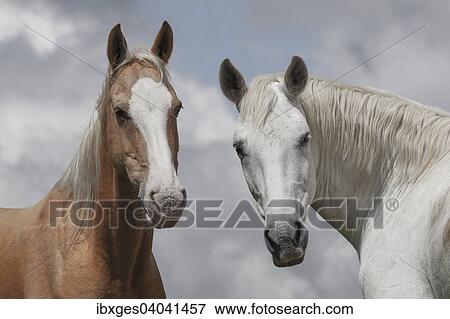 Stock Photo - Two wild horses, Pyrenees, France, Europe. Fotosearch