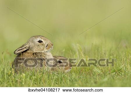 Stock Photo - Two young European rabbits (Oryctolagus cuniculus) in the grass, Rhein-Main region, Hesse, Germany, Europe. Fotosearch