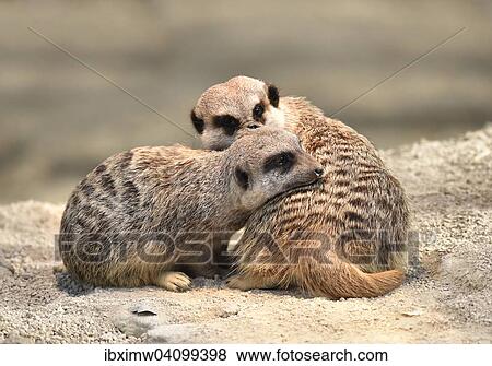 Stock Photo - Two young Meerkats (Suricata suricatta), huddling against each other, native to Africa, captive. Fotosearch