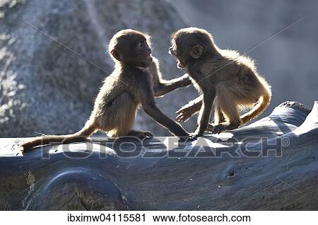 Two young monkeys argueing, Gelada (Theropithecus gelada), native to Ethiopia, captive, Baden-Wurttemberg, Germany, Europe View Large Photo Image Stock Image - Two young monkeys argueing, Gelada (Theropithecus gelada), native to Ethiopia, captive, Baden-Wurttemberg, Germany, Europe. Fotosearch