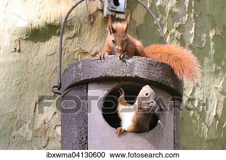 Two young squirrels (Sciurus vulgaris) on owl nesting box, Hesse, Germany, Europe View Large Photo Image Stock Image - Two young squirrels (Sciurus vulgaris) on owl nesting box, Hesse, Germany, Europe. Fotosearch