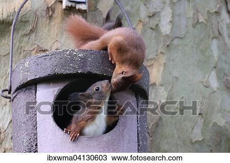 Two young squirrels (Sciurus vulgaris) on owl nesting box, Hesse, Germany, Europe View Large Photo Image Stock Image - Two young squirrels (Sciurus vulgaris) on owl nesting box, Hesse, Germany, Europe. Fotosearch