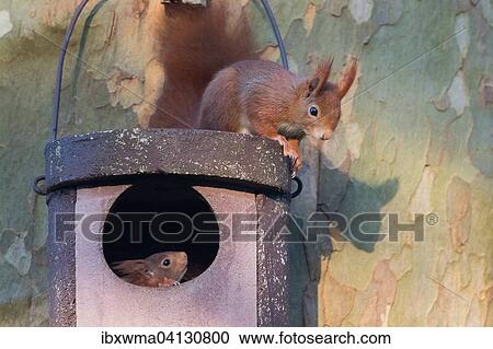 Stock Image - Two young squirrels (Sciurus vulgaris) on owl nesting box, Hesse, Germany, Europe. Fotosearch