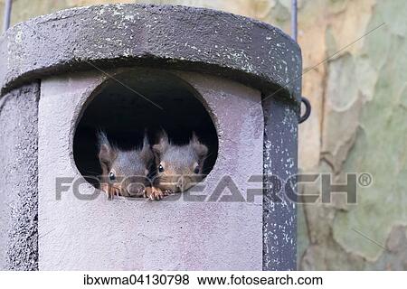 Stock Photo - Two young squirrels (Sciurus vulgaris) looking out of owl nesting box, Hesse, Germany, Europe. Fotosearch
