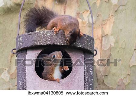 Two young squirrels (Sciurus vulgaris) on owl nesting box, Hesse, Germany, Europe View Large Photo Image Stock Photography - Two young squirrels (Sciurus vulgaris) on owl nesting box, Hesse, Germany, Europe. Fotosearch