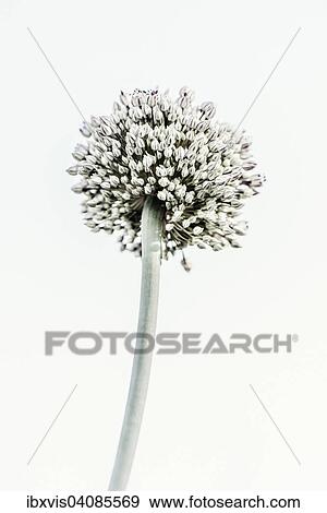 Umbel, Sweden, Europe View Large Photo Image Stock Photo - Umbel, Sweden, Europe. Fotosearch