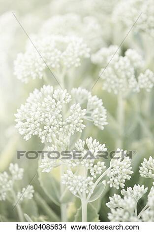 Umbels, Sweden, Europe View Large Photo Image Picture - Umbels, Sweden, Europe. Fotosearch