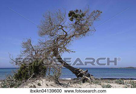 Uprooted pine (Pinus sp. ) on the natural beach of Colonia de Sant Jordi, Majorca, Balearic Islands, Spain, Europe View Large Photo Image Stock Image - Uprooted pine (Pinus sp. ) on the natural beach of Colonia de Sant Jordi, Majorca, Balearic Islands, Spain, Europe. Fotosearch