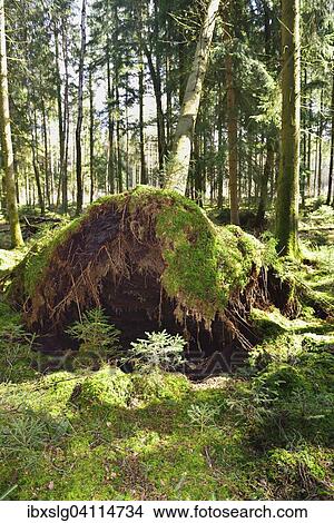 Uprooted spruce (Picea abies) after a storm, roots in moss-covered peaty soil, peat bog Nicklheim in Raubling, pre-Alps, Bavaria, Germany, Europe View Large Photo Image Picture - Uprooted spruce (Picea abies) after a storm, roots in moss-covered peaty soil, peat bog Nicklheim in Raubling, pre-Alps, Bavaria, Germany, Europe. Fotosearch