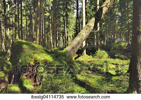 Uprooted spruce (Picea abies) after a storm, roots in moss-covered peaty soil, peat bog Nicklheim in Raubling, pre-Alps, Bavaria, Germany, Europe View Large Photo Image Stock Photography - Uprooted spruce (Picea abies) after a storm, roots in moss-covered peaty soil, peat bog Nicklheim in Raubling, pre-Alps, Bavaria, Germany, Europe. Fotosearch