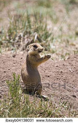 Utah Prairie Dog (Cynomys parvidens), Bryce Canyon, Utah, USA View Large Photo Image Stock Image - Utah Prairie Dog (Cynomys parvidens), Bryce Canyon, Utah, USA. Fotosearch