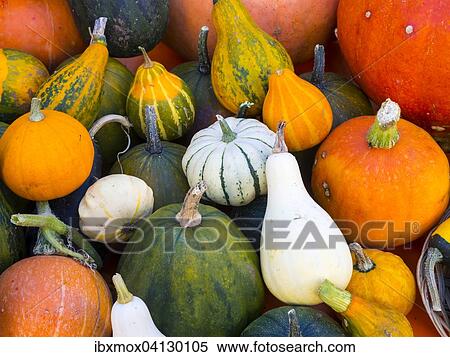 Stock Photography - Variety of pumpkins, Hesse, Germany, Europe. Fotosearch