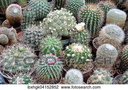 Various cactuses (Cactaceae) View Large Photo Image Stock Image - Various cactuses (Cactaceae). Fotosearch