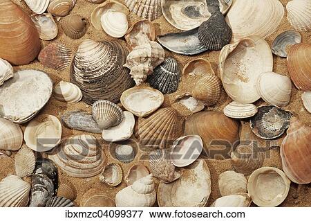 Various shells on sand View Large Photo Image Stock Photo - Various shells on sand. Fotosearch