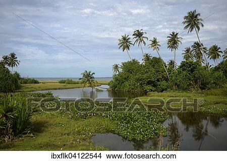 Vegetation on the island of Simeulue, Indonesia, Asia View Large Photo Image Picture - Vegetation on the island of Simeulue, Indonesia, Asia. Fotosearch