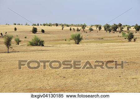 Veldt, Aleg, Brakna region, Mauritania, Africa View Large Photo Image Stock Photography - Veldt, Aleg, Brakna region, Mauritania, Africa. Fotosearch