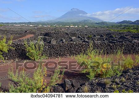 Verdelho wine region, Mount Pico, Pico Island, Azores, Portugal, Europe View Large Photo Image Stock Image - Verdelho wine region, Mount Pico, Pico Island, Azores, Portugal, Europe. Fotosearch