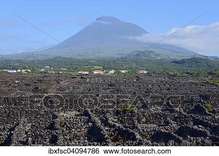 Verdelho wine region, Mount Pico, Pico Island, Azores, Portugal, Europe View Large Photo Image Stock Photograph - Verdelho wine region, Mount Pico, Pico Island, Azores, Portugal, Europe. Fotosearch