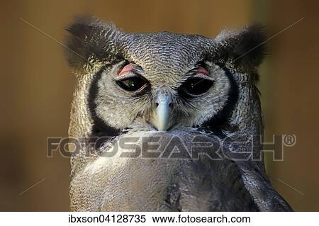 Stock Photography - Verreaux's Eagle-Owl (Bubo lacteus), adult, Western Cape, South Africa, Africa. Fotosearch