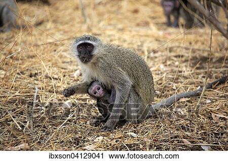 Vervet Monkey (Chlorocebus pygerythrus), female with young, foraging, Saint Lucia Estuary, iSimangaliso Wetland Park, Kwazulu Natal, South Africa, Africa View Large Photo Image Stock Image - Vervet Monkey (Chlorocebus pygerythrus), female with young, foraging, Saint Lucia Estuary, iSimangaliso Wetland Park, Kwazulu Natal, South Africa, Africa. Fotosearch