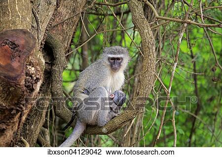 Vervet Monkey (Chlorocebus pygerythrus), female with young, Saint Lucia Estuary, iSimangaliso Wetland Park, Kwazulu Natal, South Africa, Africa View Large Photo Image Stock Image - Vervet Monkey (Chlorocebus pygerythrus), female with young, Saint Lucia Estuary, iSimangaliso Wetland Park, Kwazulu Natal, South Africa, Africa. Fotosearch