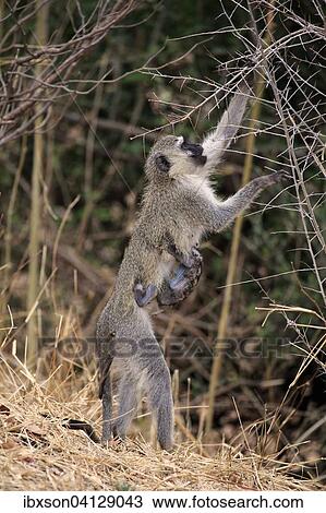 Vervet Monkey (Chlorocebus pygerythrus), female with young, foraging, Saint Lucia Estuary, iSimangaliso Wetland Park, Kwazulu Natal, South Africa, Africa View Large Photo Image Stock Image - Vervet Monkey (Chlorocebus pygerythrus), female with young, foraging, Saint Lucia Estuary, iSimangaliso Wetland Park, Kwazulu Natal, South Africa, Africa. Fotosearch