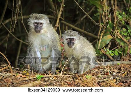 Vervet Monkey (Chlorocebus pygerythrus), female with young, Saint Lucia Estuary, iSimangaliso Wetland Park, Kwazulu Natal, South Africa, Africa View Large Photo Image Stock Photo - Vervet Monkey (Chlorocebus pygerythrus), female with young, Saint Lucia Estuary, iSimangaliso Wetland Park, Kwazulu Natal, South Africa, Africa. Fotosearch